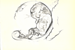 Image Bearer (9 weeks)